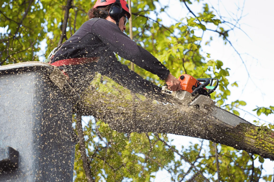 Tree worker cutting a limb with a chainsaw