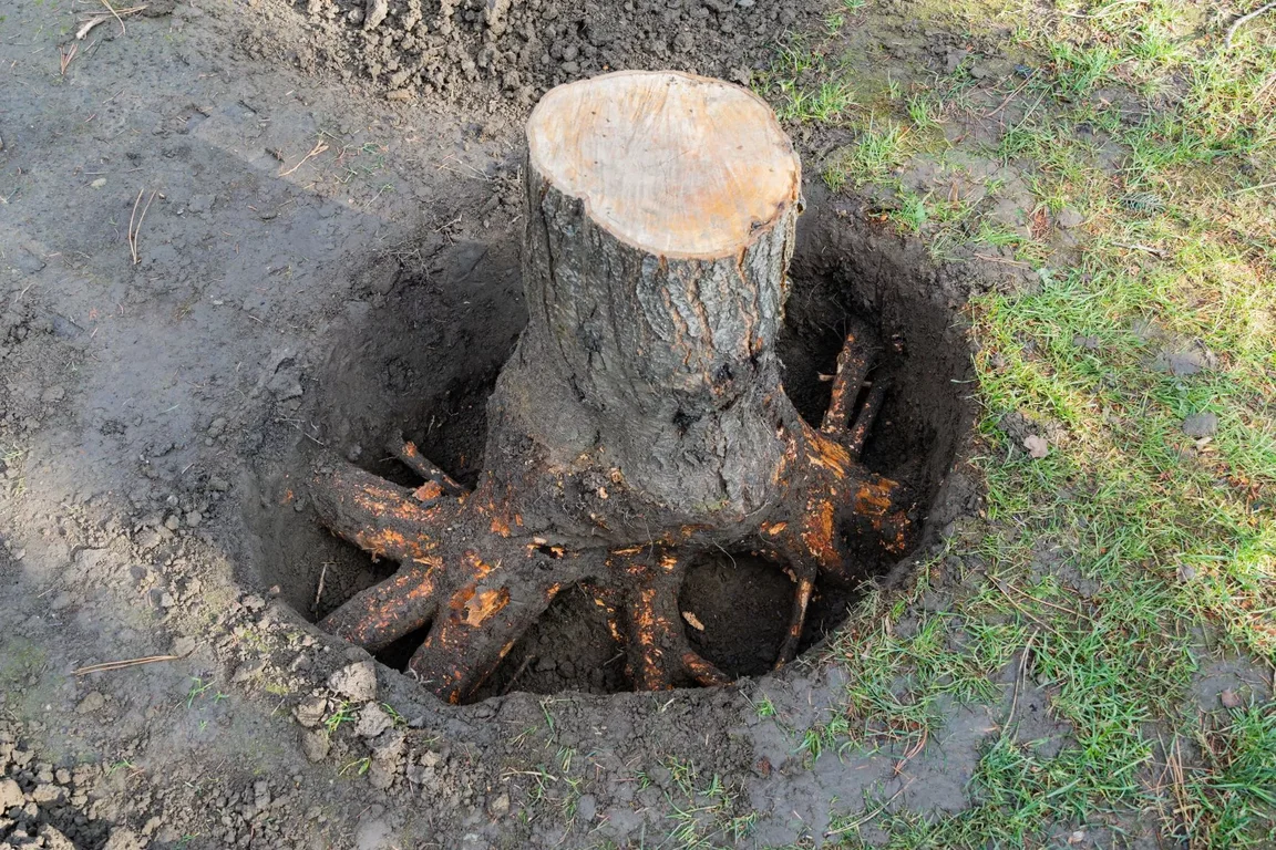 Exposed stump and roots in an excavated area